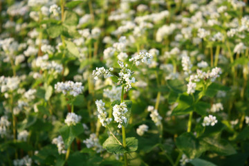 buckwheat