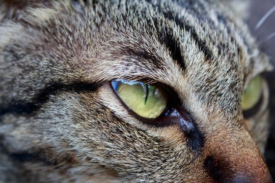 Close up cat eye