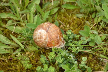 Snail crawl on the ground