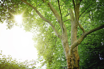 Obraz premium Baum Sonnenstrahlen
