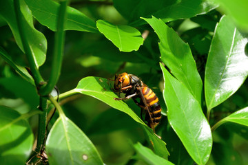 オオスズメバチ,大雀蜂,