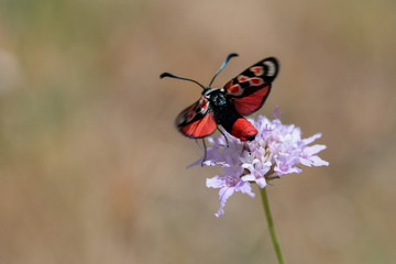 Papillon rouge et noir au d&eacute;collage