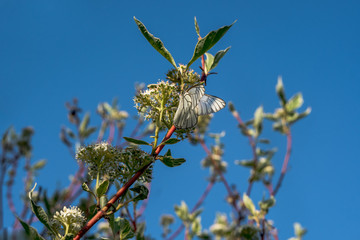Butterflies on green leaves against the blue sky