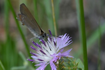 Papillon sur fleur mauve