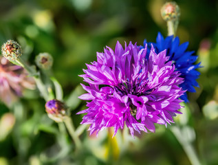 Kornblume in lila und blau