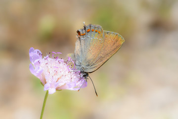 Papillon sur fleur rose