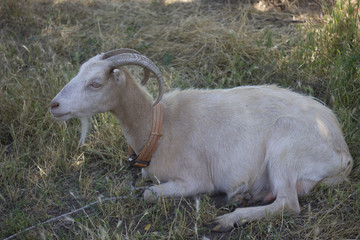 livestock