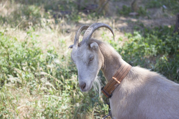 farm goat