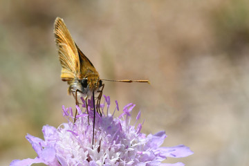 Papillon sur fleur mauve