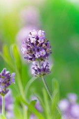 Lavender flower close-up.