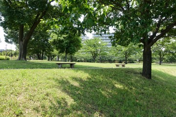 初夏の散歩