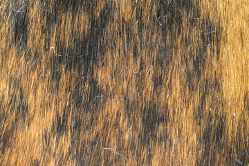 Background, fondo o segundo plano - piel de animal