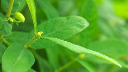 ブルーベリーの木