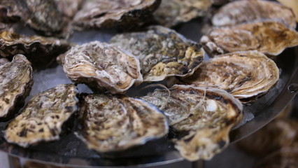 Oysters