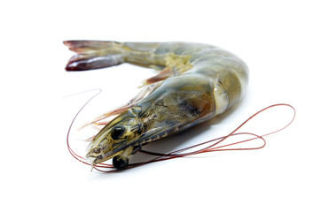 Fresh raw prawns