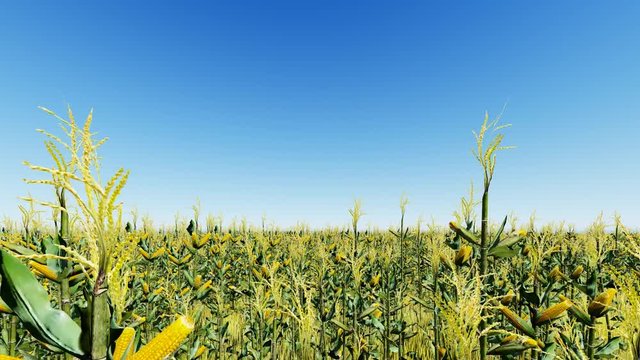 Corn field with blue sky 3D render