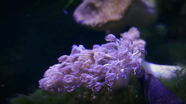 coral in a reef