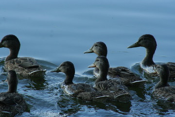 Ducklings