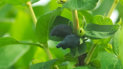 ブルーベリーの木