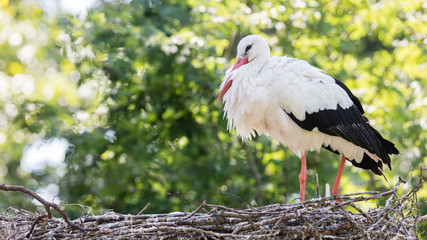 White stork sitting on a nest