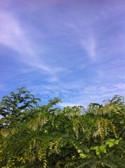 tree of garden in bluesky