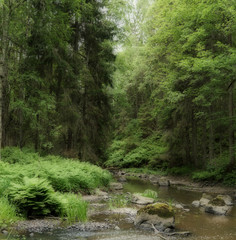 A little creek surrounded by old forest