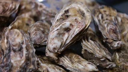 Oysters