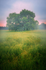 Landscape with alone oak in misty morning