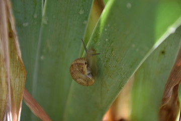 lumaca su una foglia 