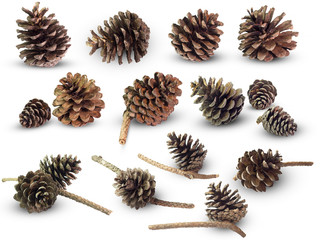 Set many of pine cone on isolate white background. Can be used to creative vintage style or...