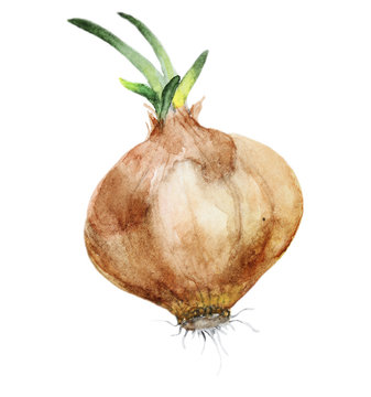Watercolor Hand Drawn Onion