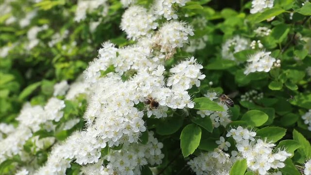 Bees gather honey of white flowers in summer. Slow motion.