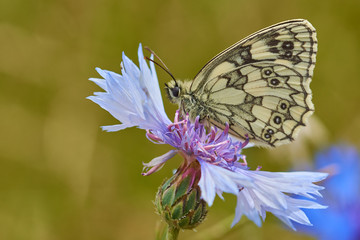 Marbled White Butterfly