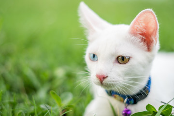 White kitten