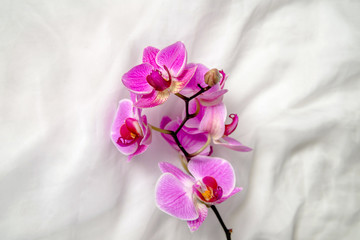 The branch of purple orchids on white fabric background 