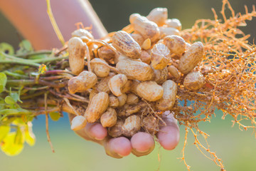 fresh peanuts
