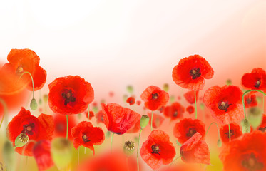 Beautiful poppy background, close-up.