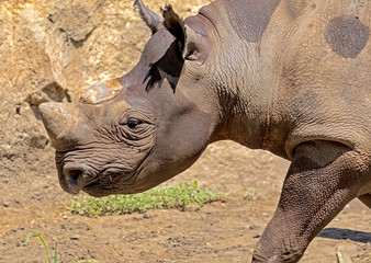 Obraz premium rhinoceros