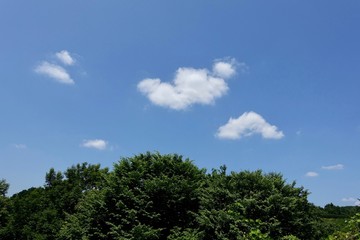 初夏の散歩