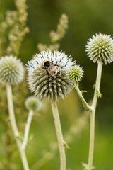 Bumblebee on a flower