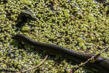 Leech in pond