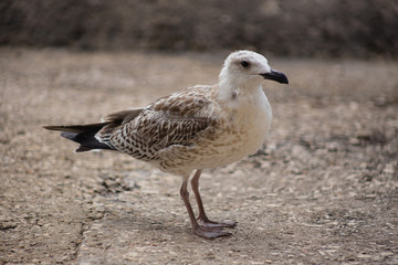Gull