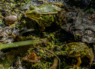 Pelophylax esculentus