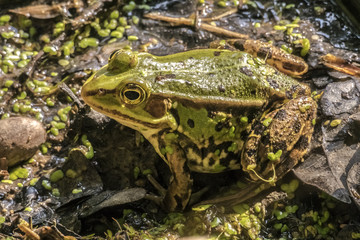 Pelophylax esculentus