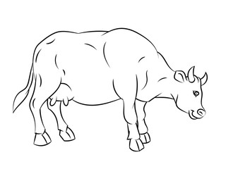  Line Drawing of Cow -Simple line Vector