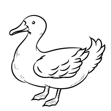  Line Drawing of Duck -Simple line Vector