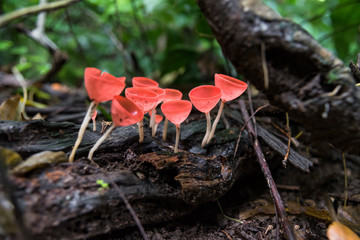 Close up Mushroom Champagne (Cookeina sulcipes) in rain forest.