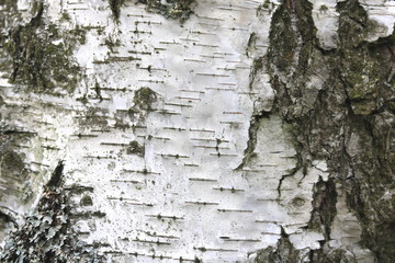 Obraz premium Birch bark with beautiful texture for black and white background