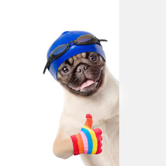 Dog with swimming hat and glasses showing thumbs up and peeking behind white banner. Isolated on white background