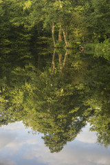 Fototapeta premium Tree Reflections in water Harvington